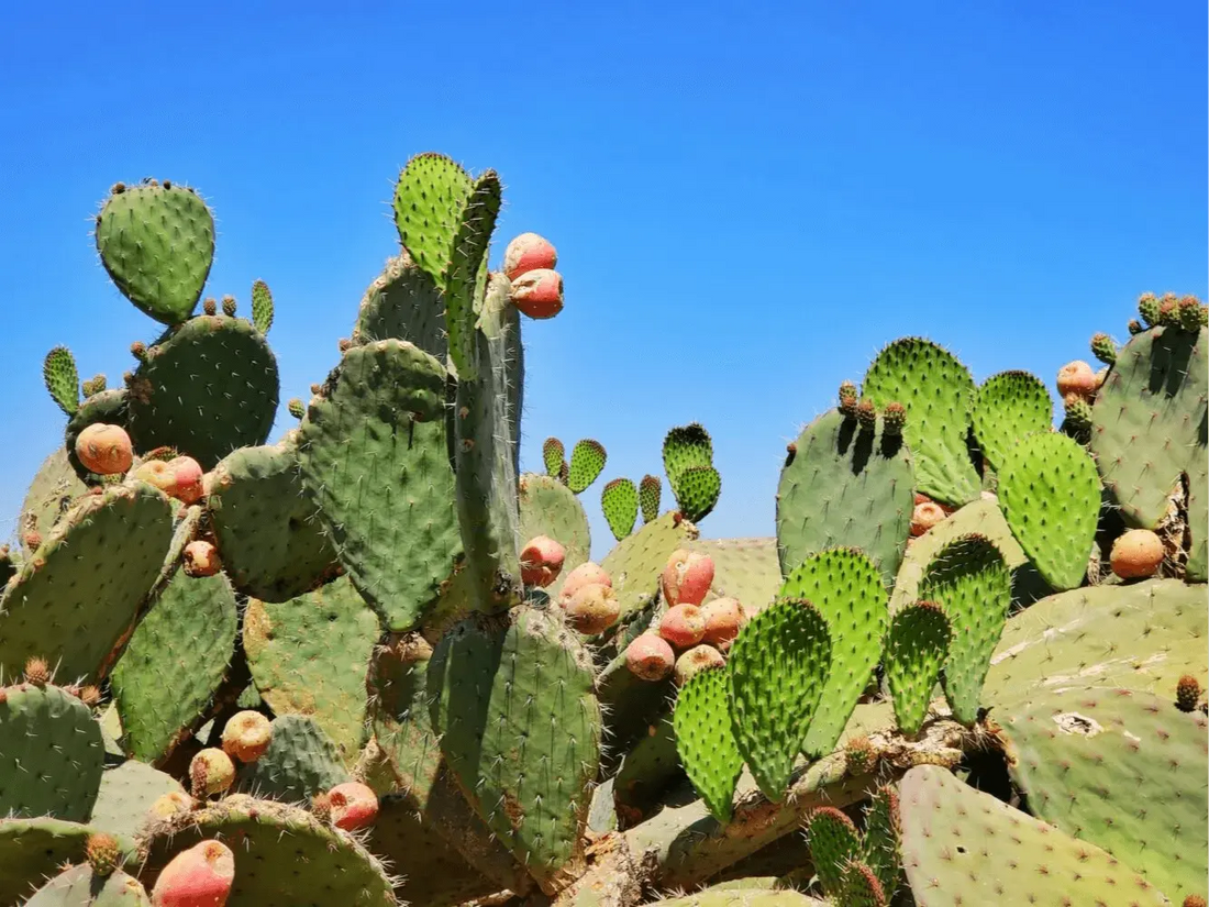 Kaktus Nopal: korzyści zdrowotne, zastosowania i przepisy kulinarne
